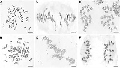 Molecular Cytogenetic and Agronomic Characterization of the Similarities and Differences Between Wheat–Leymus mollis Trin. and Wheat–Psathyrostachys huashanica Keng 3Ns (3D) Substitution Lines